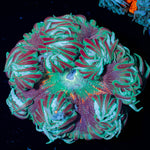 Ultra Rock Flower Anenome - riptide aquaculture llc