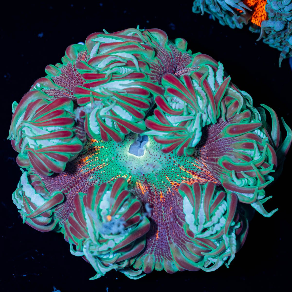 Ultra Rock Flower Anenome - riptide aquaculture llc