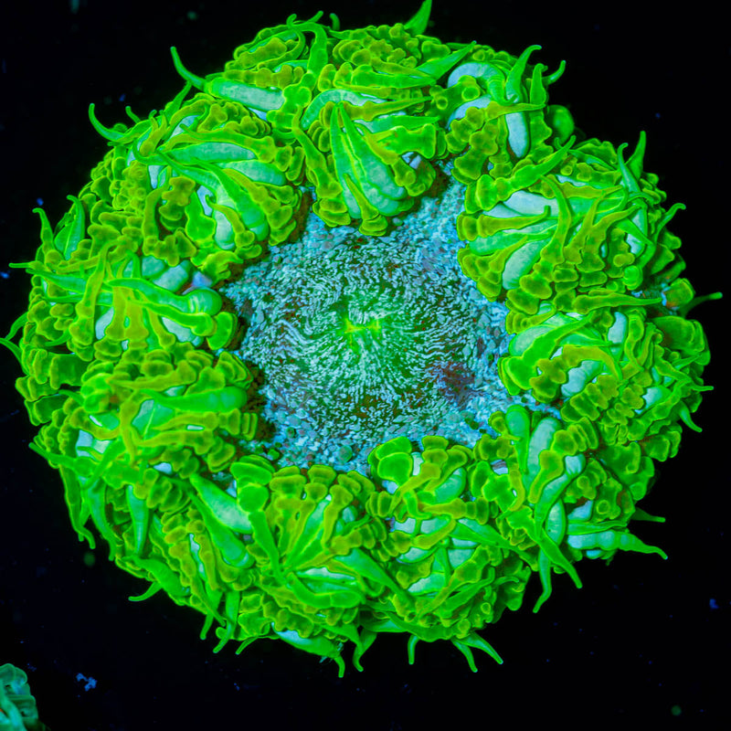 Ultra Rock Flower Anenome