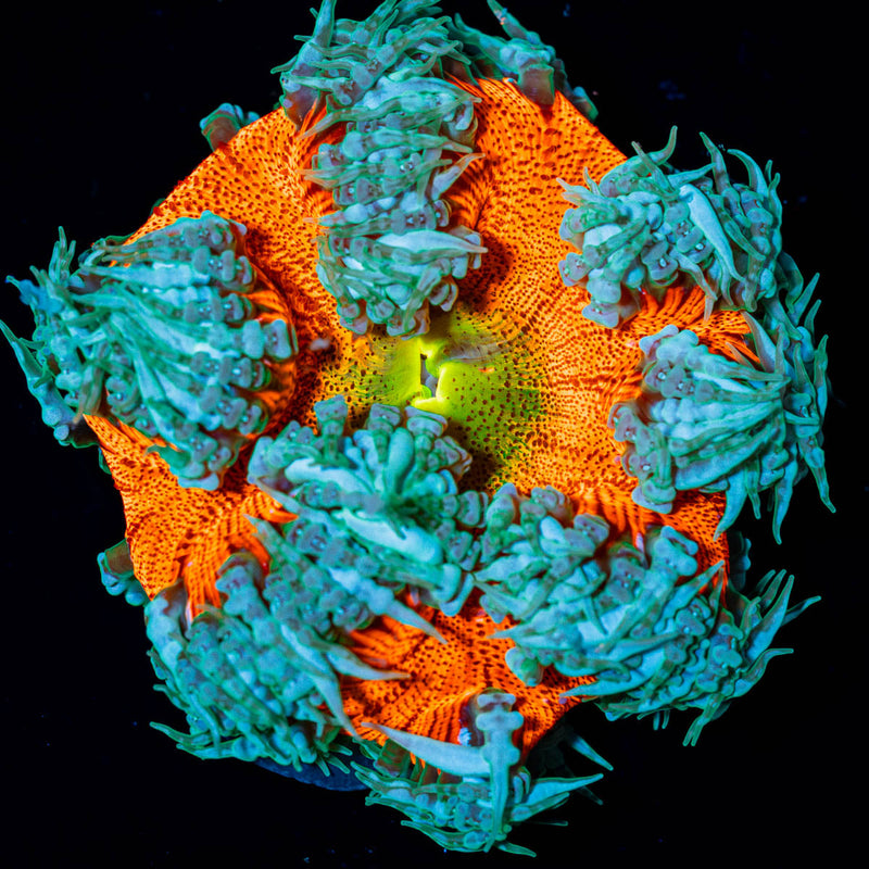 Ultra Rock Flower Anenome