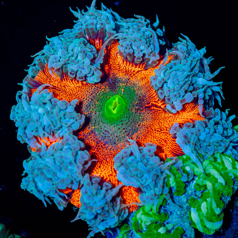 Ultra Rock Flower Anenome