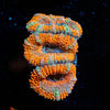 Acan - riptide aquaculture llc