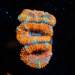Acan - riptide aquaculture llc