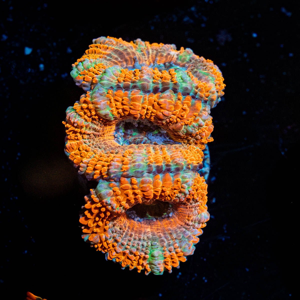 Acan - riptide aquaculture llc