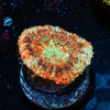 Wolverine Asian Acan 