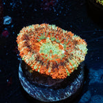 Wolverine Asian Acan 