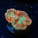 Wolverine Asian Acan 