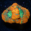 Rainbow Acan 