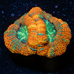 Rainbow Acan 