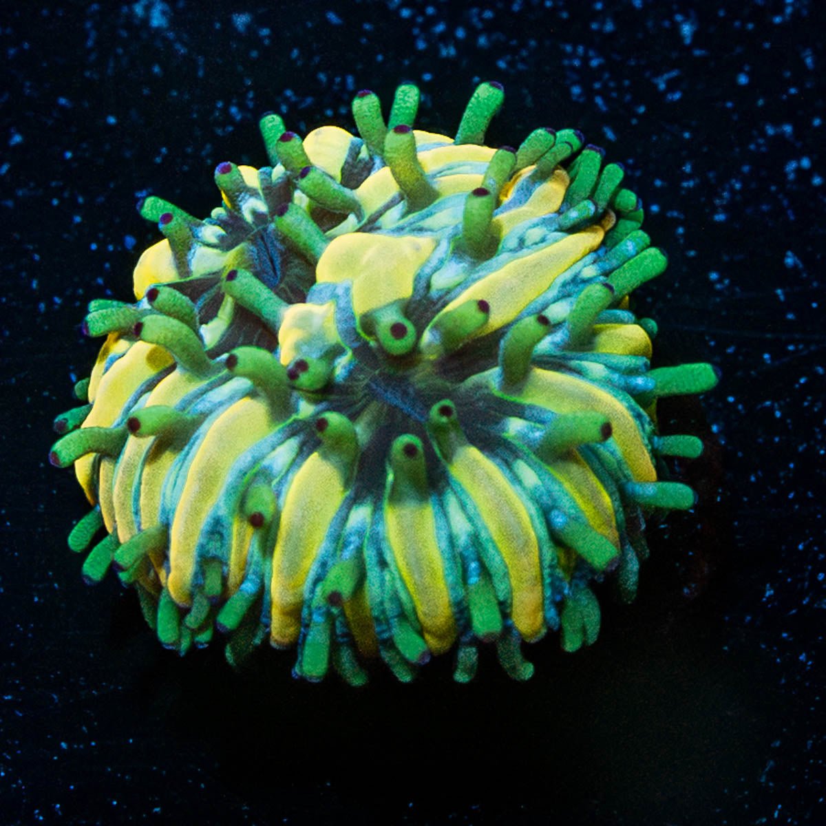 Baby Fugia - riptide aquaculture llc