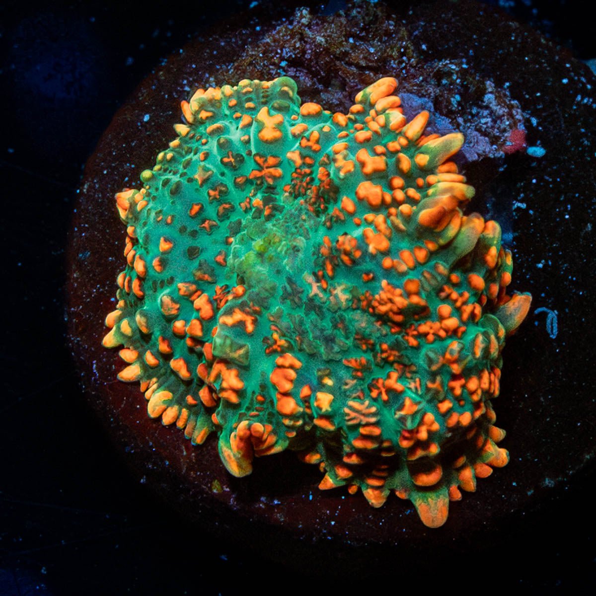 Rhodactis Mushroom - riptide aquaculture llc