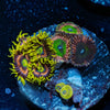 Zoanthid Multi PLug 