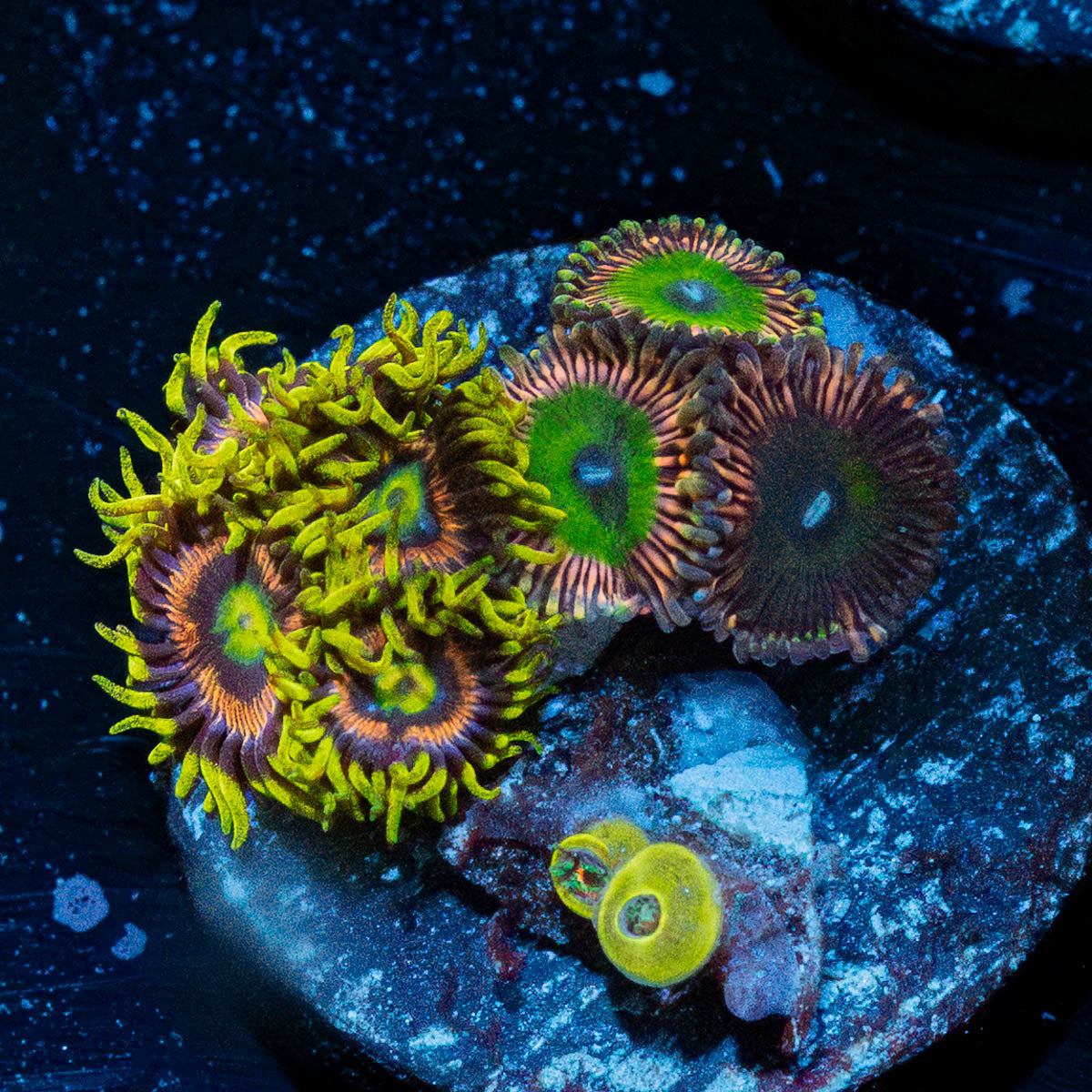 Zoanthid Multi PLug 