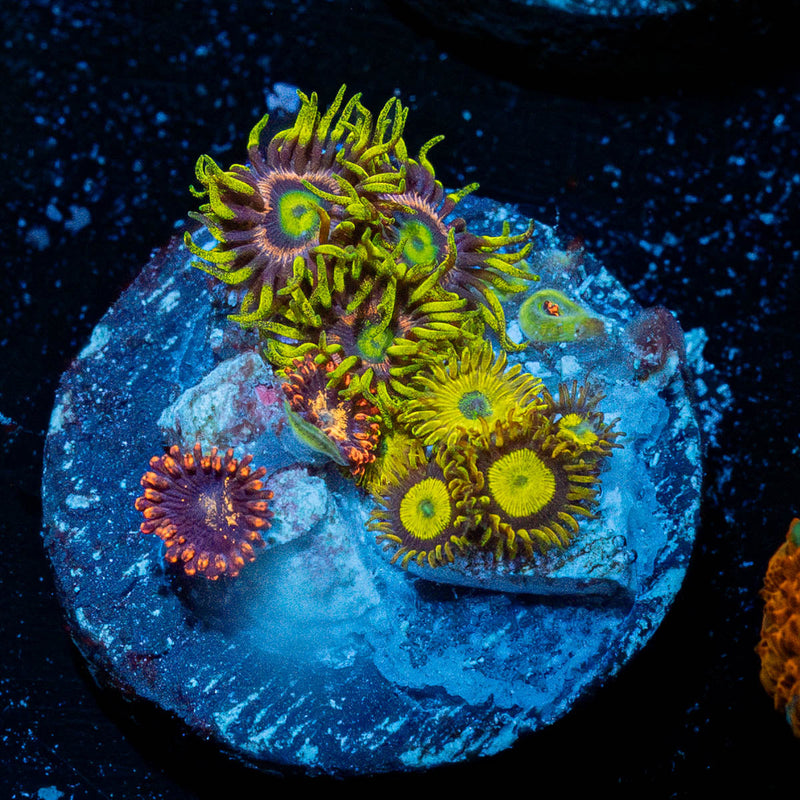 Zoanthid Multi PLug