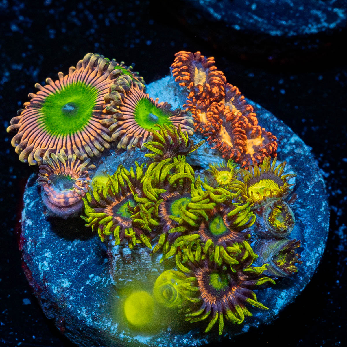 Zoanthid Multi PLug 