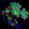 ARC Firework Clove Polyps 