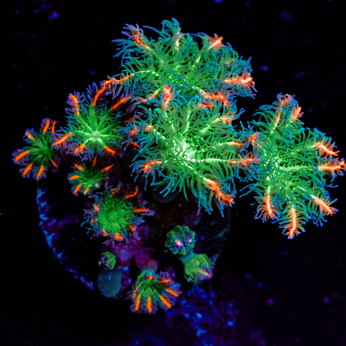 ARC Firework Clove Polyps 