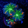 ARC Firework Clove Polyps 
