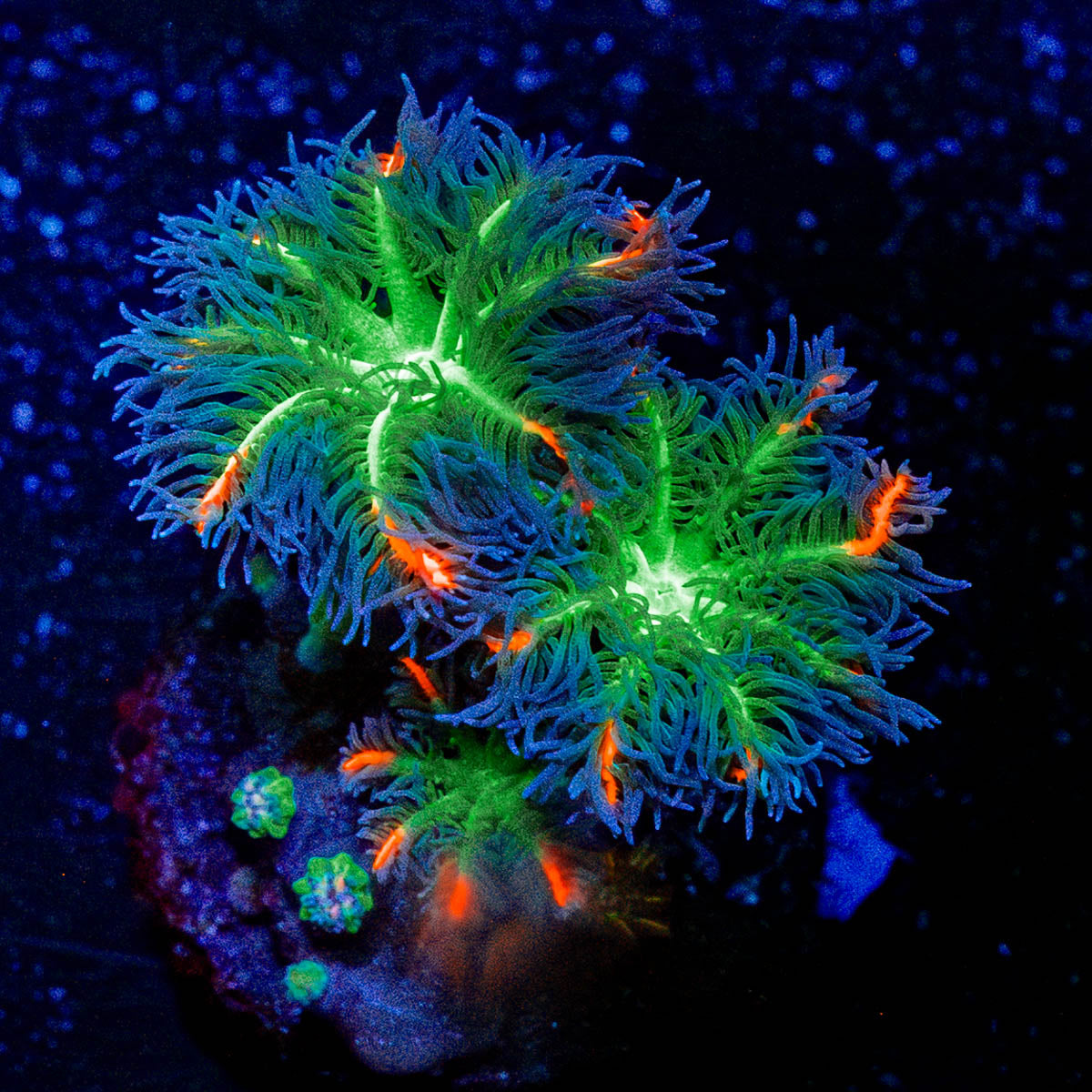 ARC Firework Clove Polyps 