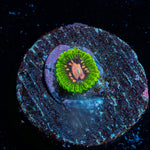 Pink Plasma Zoanthid 