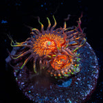 Aztec Warrior Zoanthid 