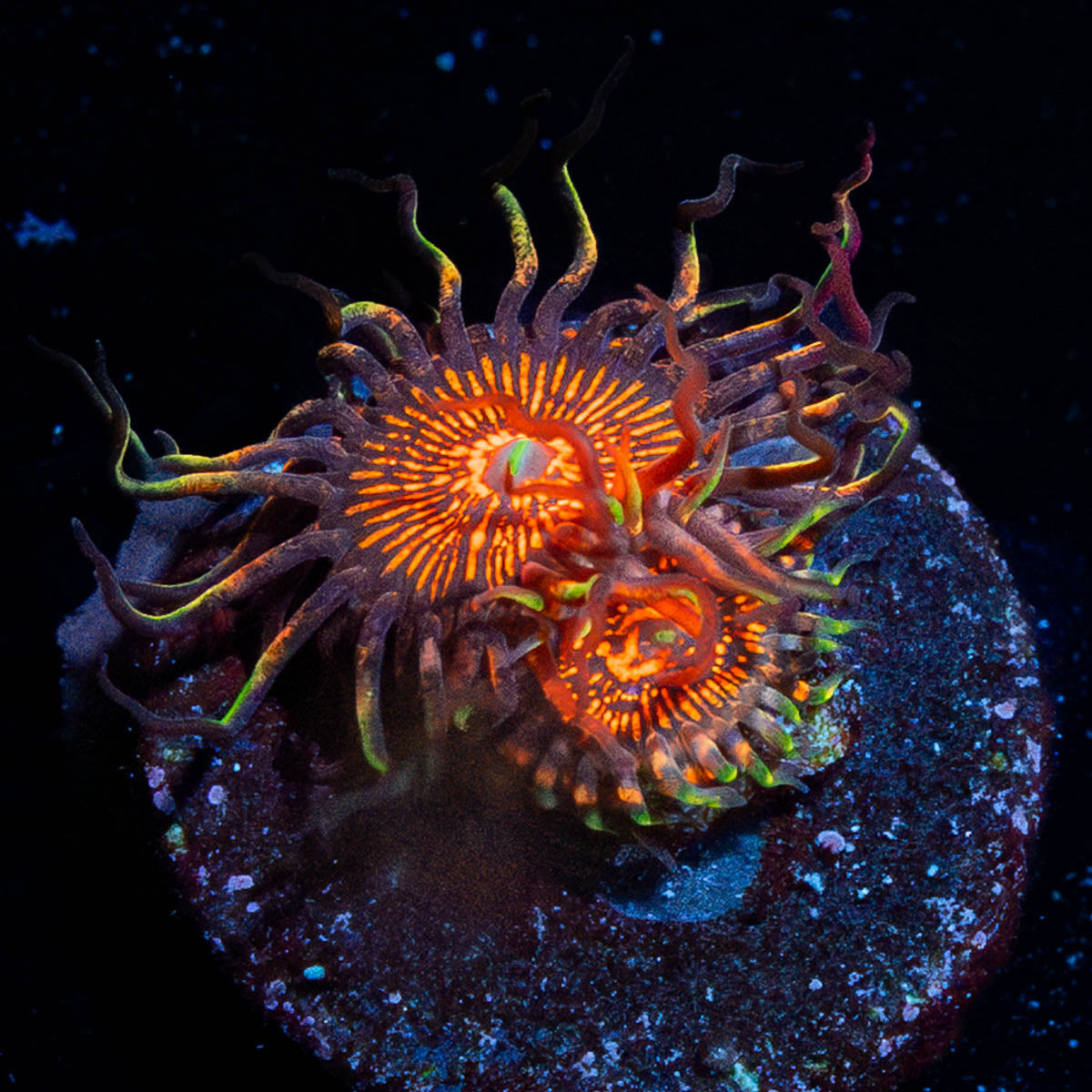 Aztec Warrior Zoanthid 