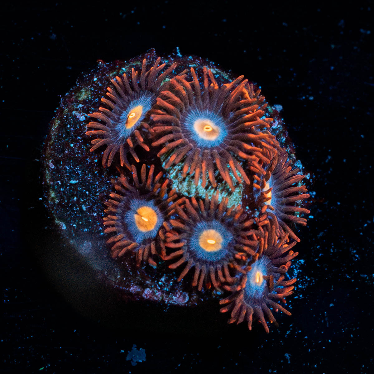Stitches Zoanthid 