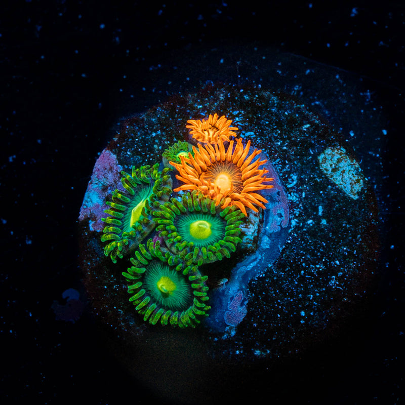 Zoanthid Combo