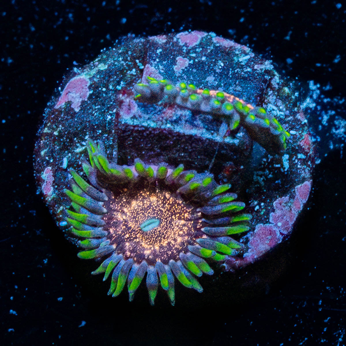 Space Jam Zoanthid 