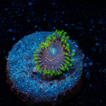 Illuminite Zoanthid 