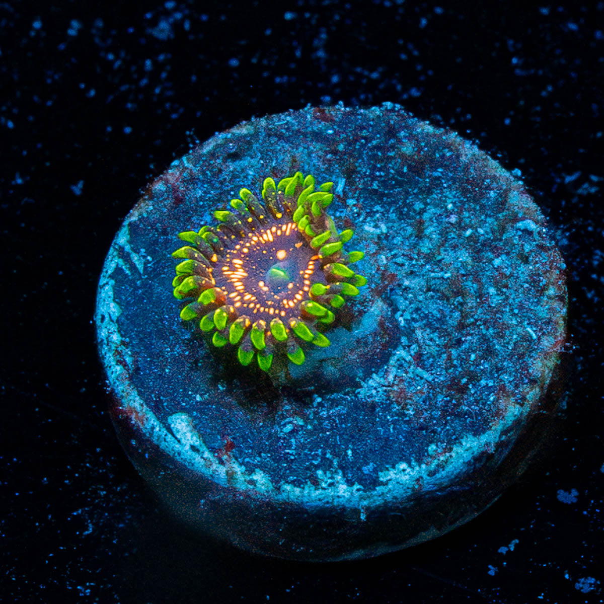 Illuminite Zoanthid 