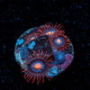 Stitches Zoanthid 