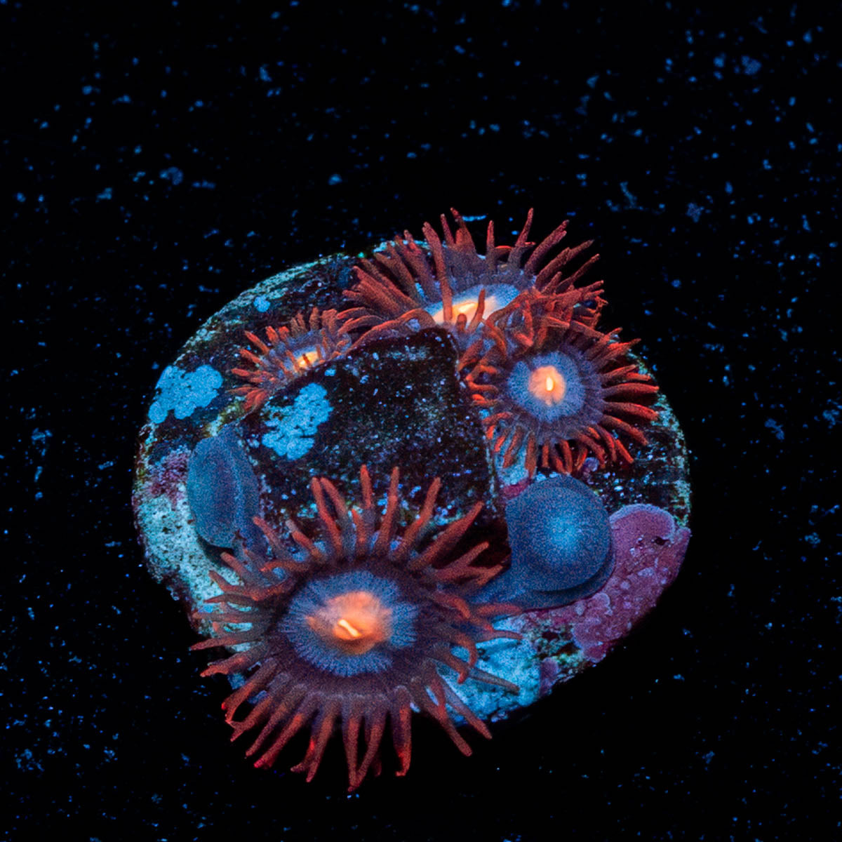 Stitches Zoanthid 