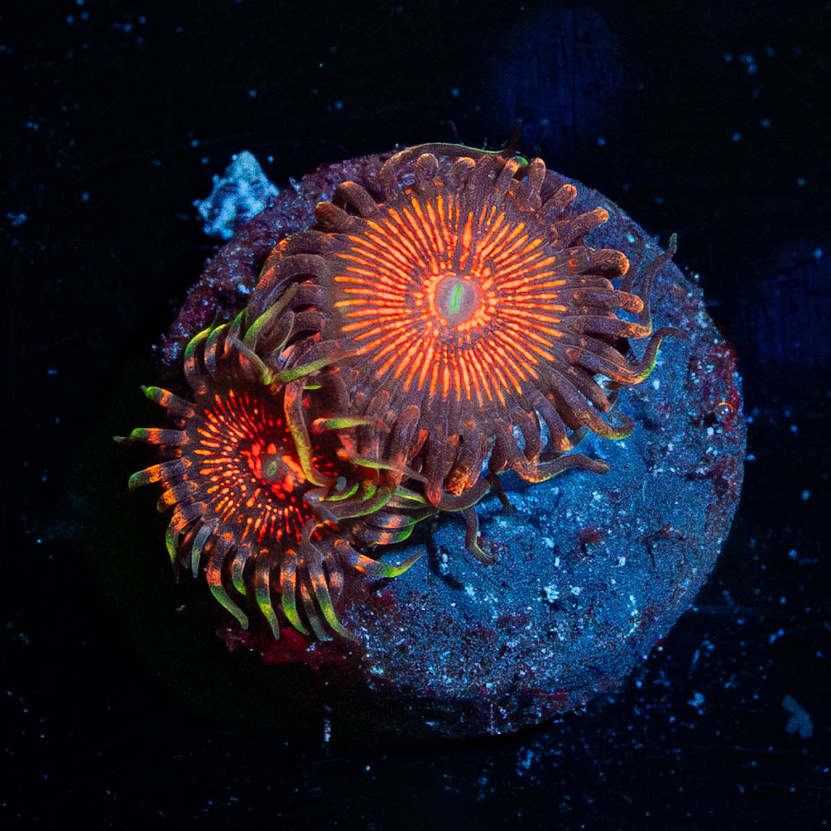 Aztec Warrior Zoanthid 