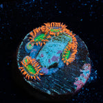 Valyrian Steel Zoanthid 