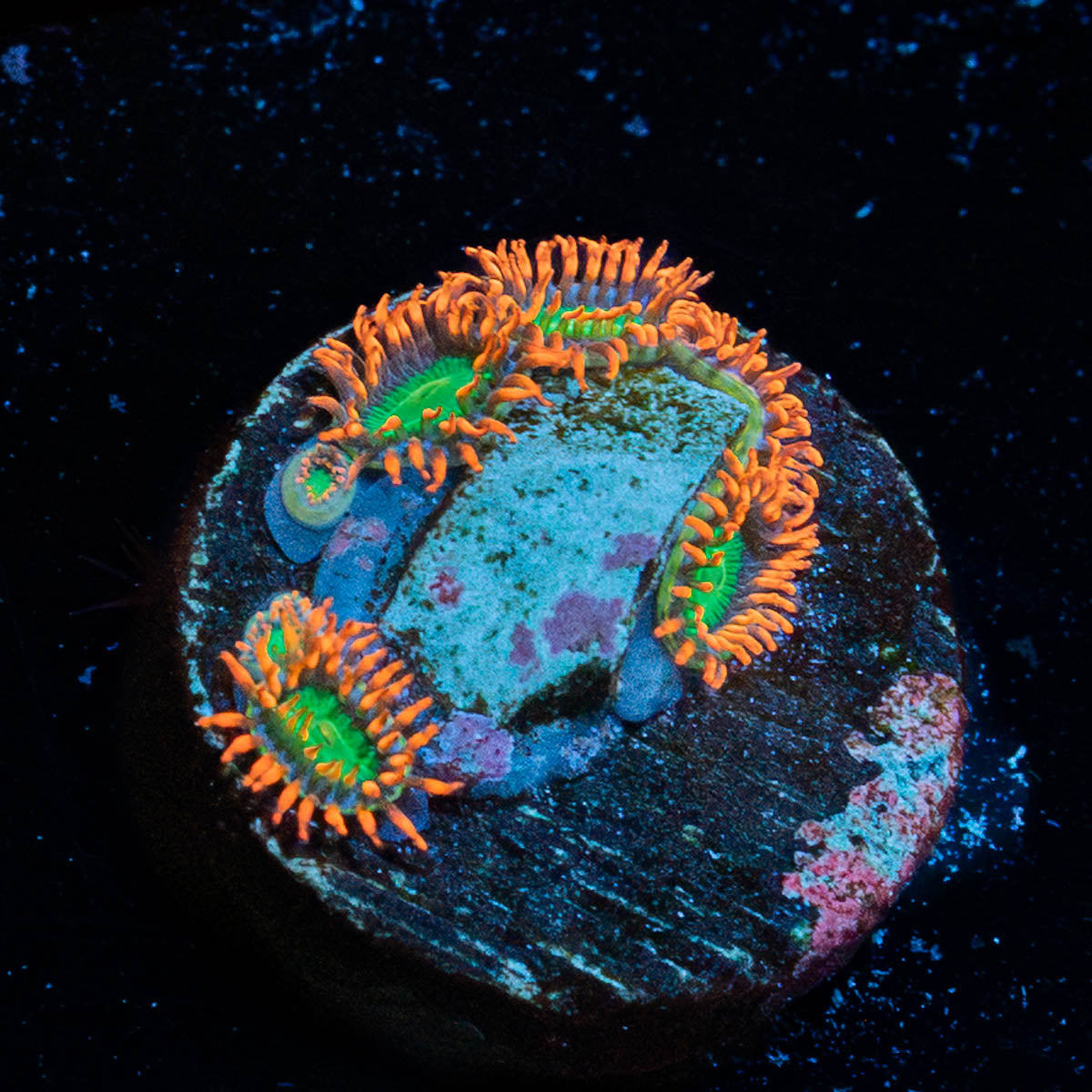 Valyrian Steel Zoanthid 