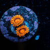 Orange Bam Bam Zoanthid 