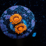 Orange Bam Bam Zoanthid 