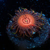 Aztec Warrior Zoanthid 