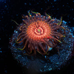 Aztec Warrior Zoanthid 