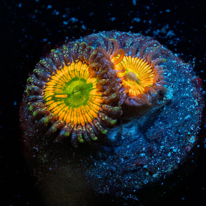 Sunny D zoanthid