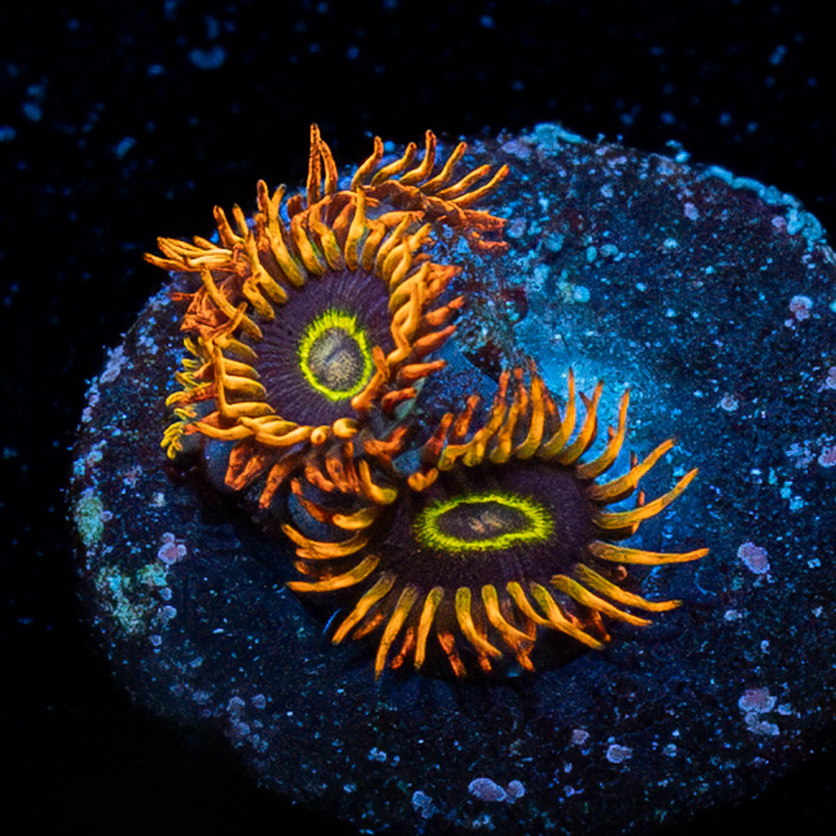 Rainbow Hornets Zoanthid 