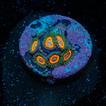 Fairy Tales Zoanthid 