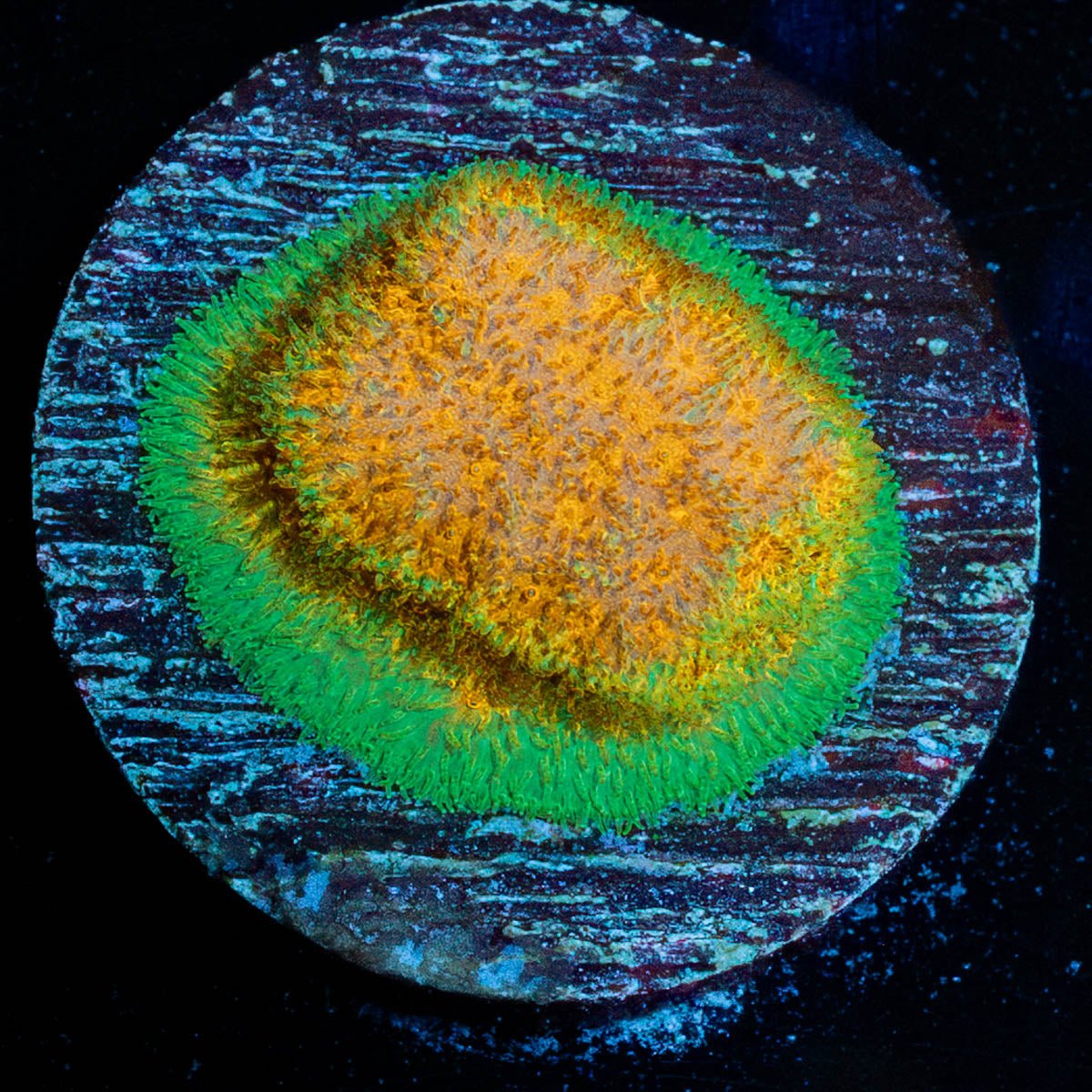 Watermelon Psacamacora - riptide aquaculture llc