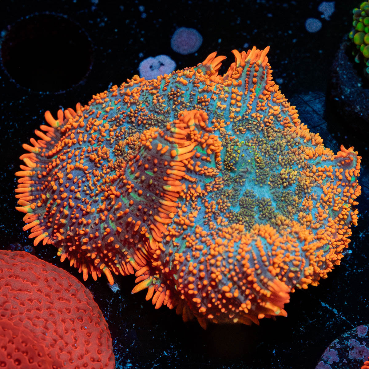 Big Rhodactis Mushroom 