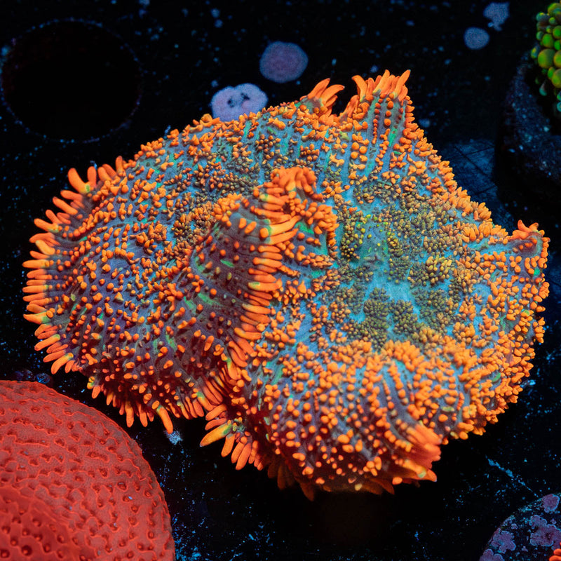 Big Rhodactis Mushroom