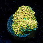 Ultra Ricordea Mushroom - riptide aquaculture llc