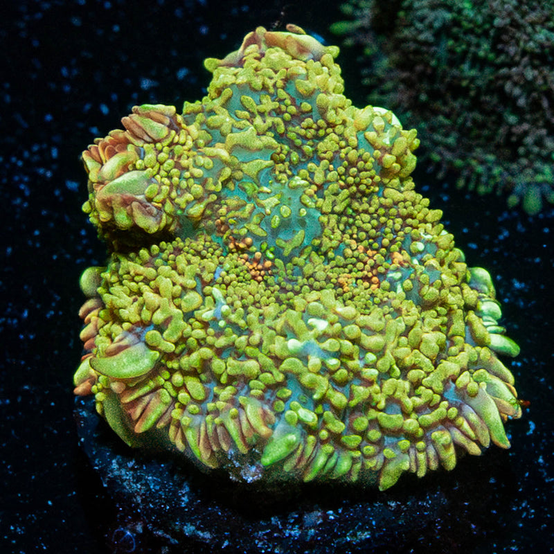 Ultra Rhodactis Mushroom
