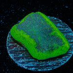 Green and Blue Psacamacora - riptide aquaculture llc