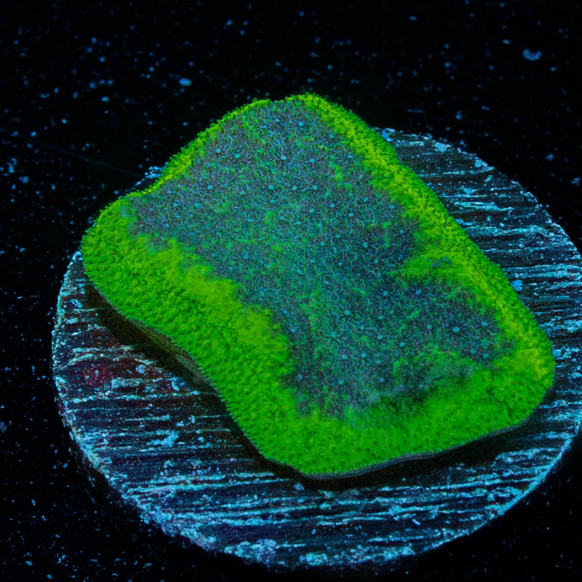 Green and Blue Psacamacora - riptide aquaculture llc